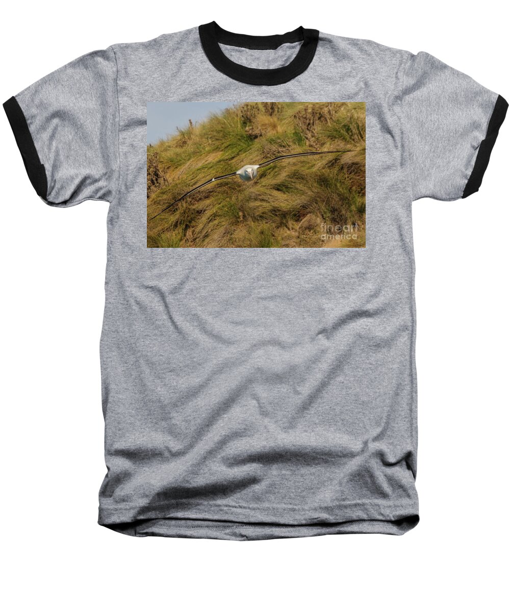 Bird Baseball T-Shirt featuring the photograph Royal Albatross 2 by Werner Padarin