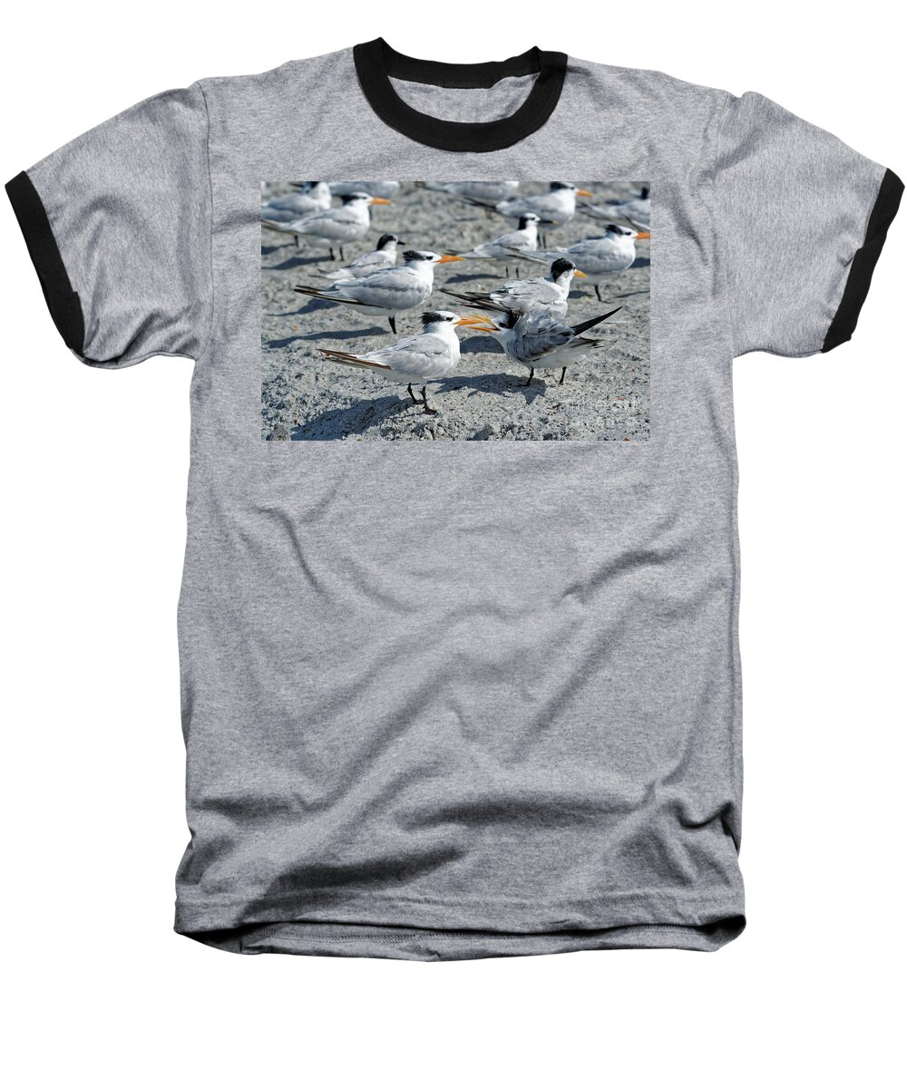 Royal Terns Baseball T-Shirt featuring the photograph Royal Terns by Paul Mashburn