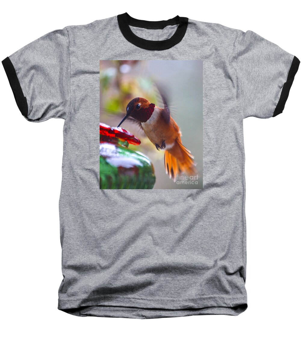 Rufus Baseball T-Shirt featuring the photograph Rufus Hummingbird at the Feeder by Chuck Flewelling