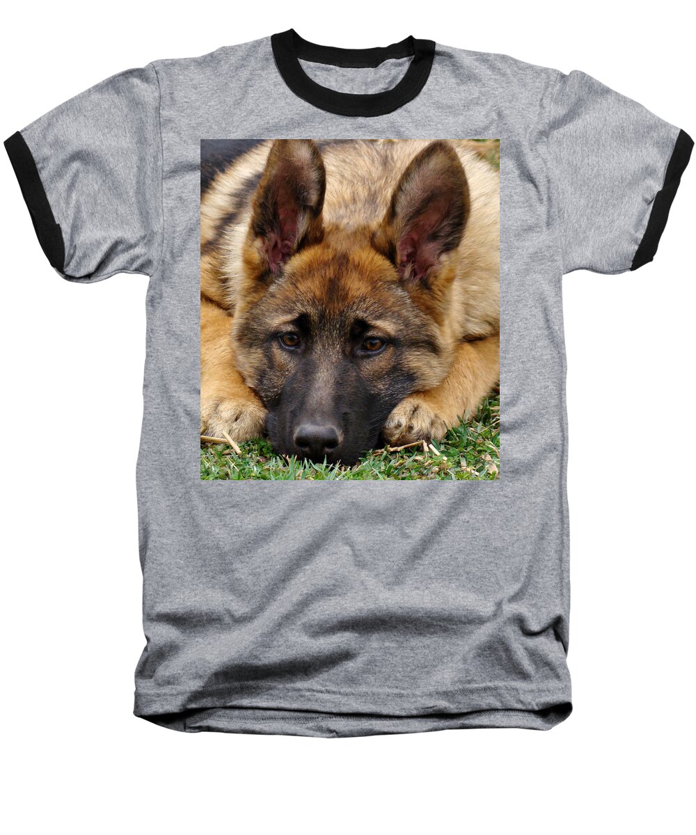 German Shepherd Baseball T-Shirt featuring the photograph Sable German Shepherd Puppy by Sandy Keeton