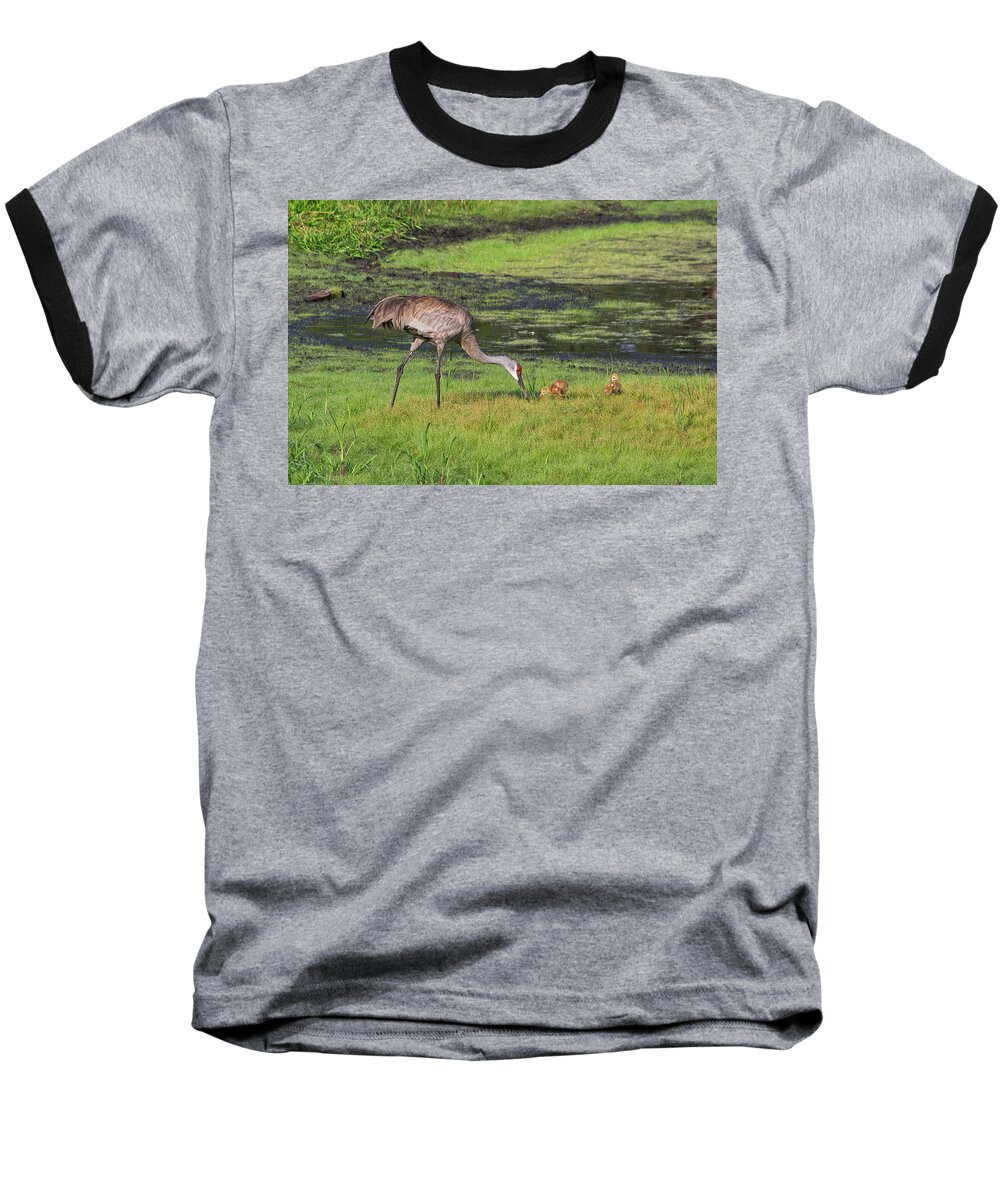 Sandhill Cranes Baseball T-Shirt featuring the photograph Sandhill Crane and babies 3 by Richard Rizzo