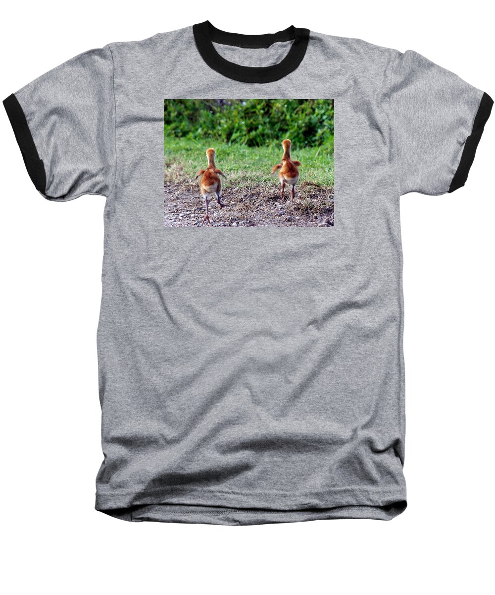 Animals Baseball T-Shirt featuring the photograph Sandhill Crane Chicks 000 by Christopher Mercer