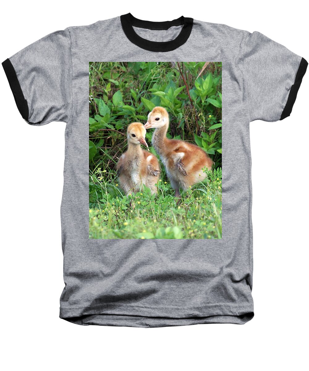 Animals Baseball T-Shirt featuring the photograph Sandhill Crane Chicks 001 by Christopher Mercer