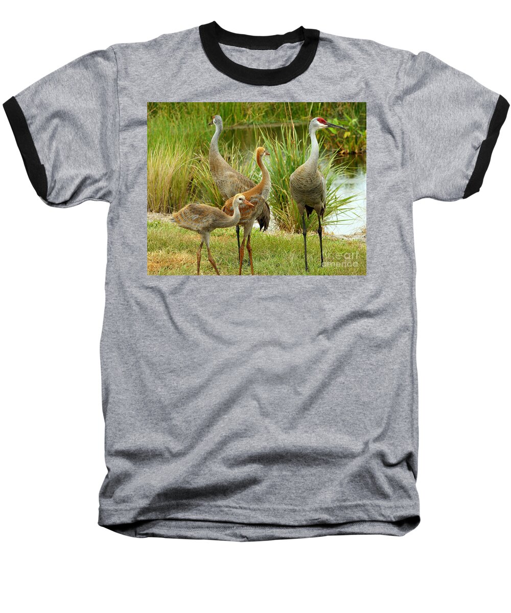 Sandhill Cranes Baseball T-Shirt featuring the photograph Sandhill Cranes On Alert by Larry Nieland