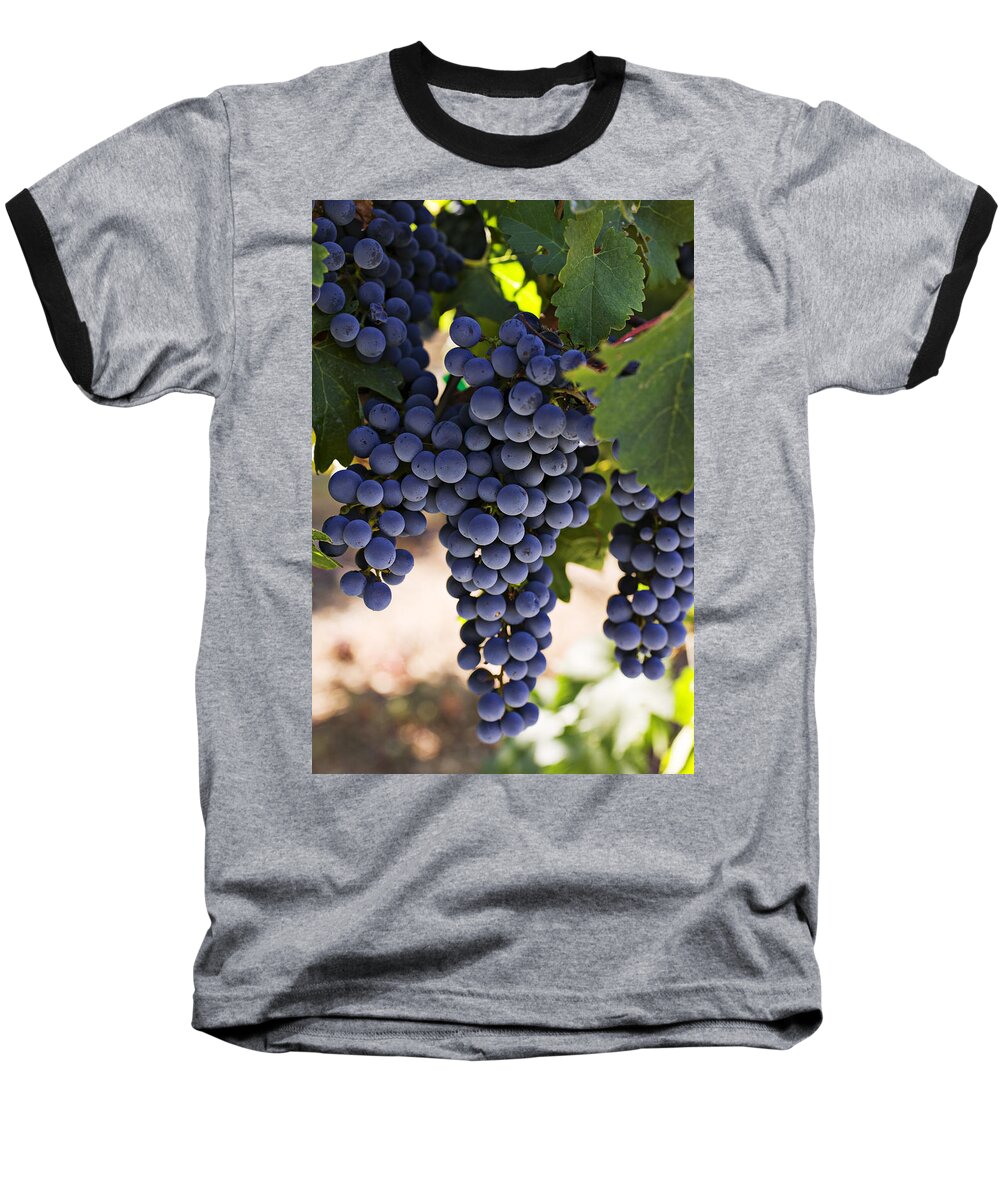 Sauvignon Baseball T-Shirt featuring the photograph Sauvignon grapes by Garry Gay