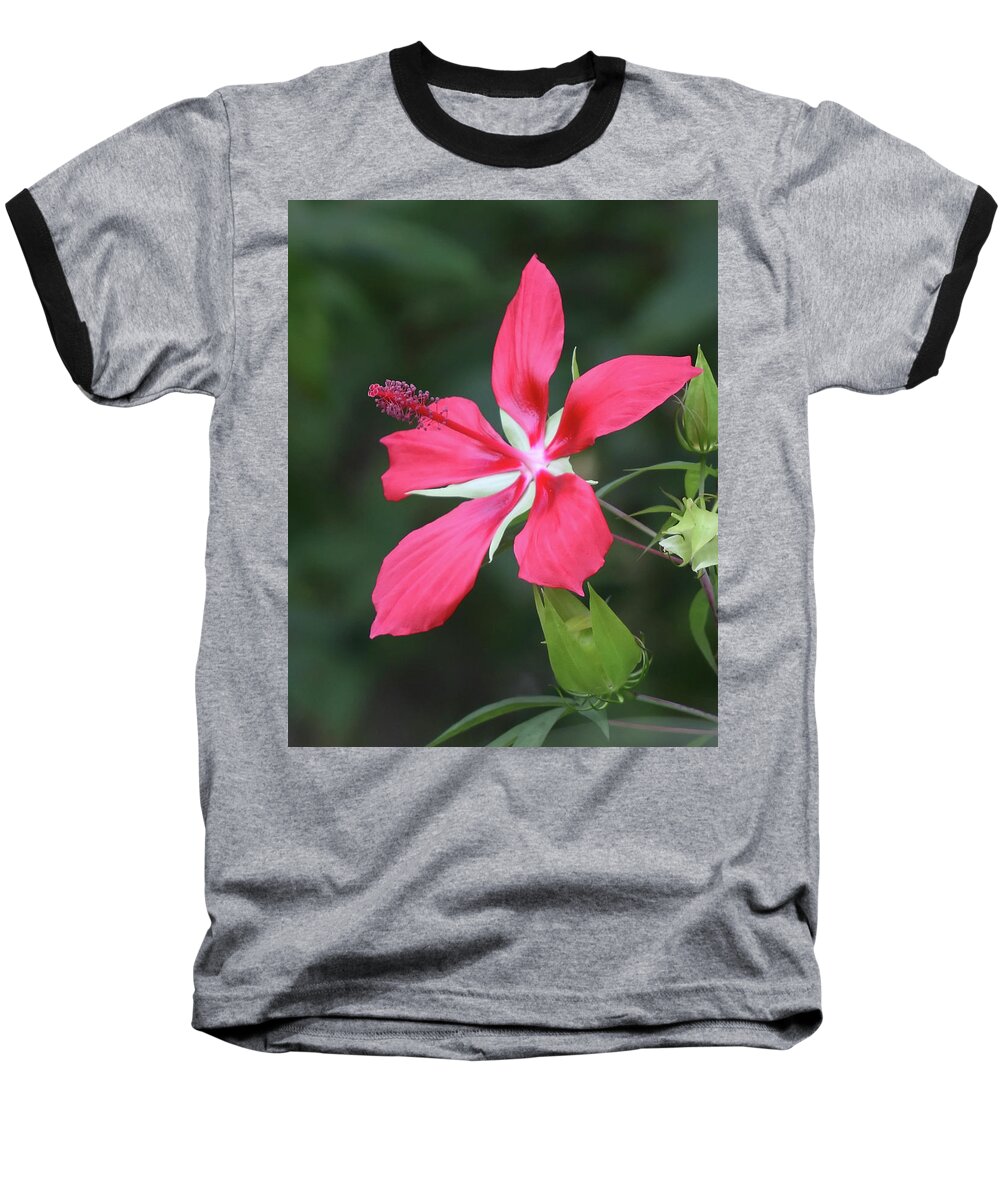 Scarlet Baseball T-Shirt featuring the photograph Scarlet Hibiscus #4 by Paul Rebmann