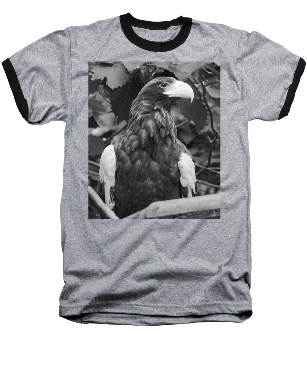 All Animals Images Baseball T-Shirt featuring the photograph Sea Eagle by Ed James