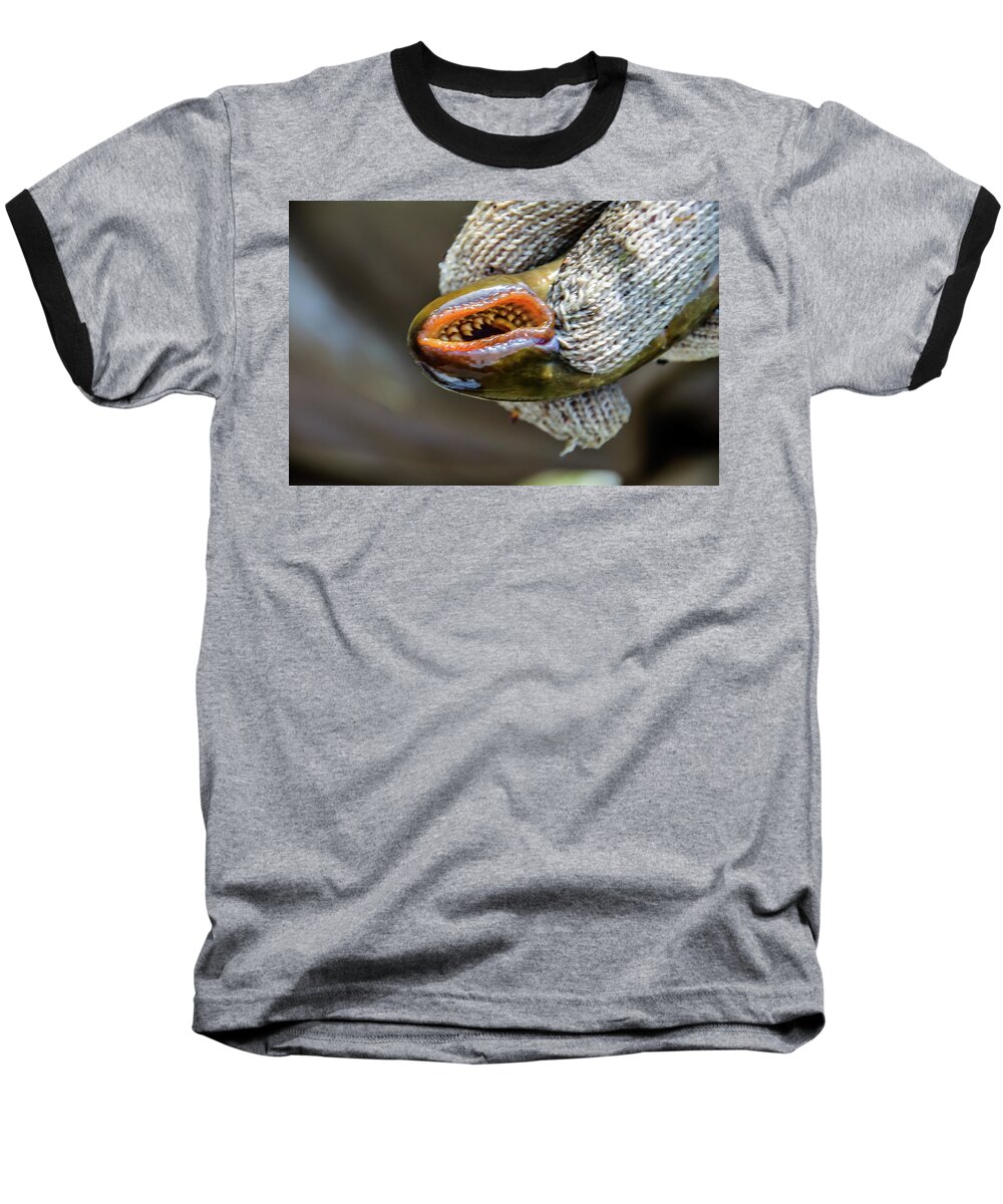 Sea Lamprey Baseball T-Shirt featuring the photograph Sea Lamprey by Randy J Heath