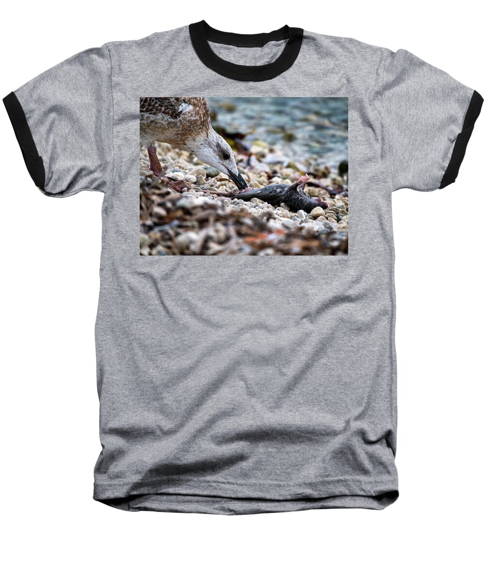 Bird Baseball T-Shirt featuring the photograph Seagull eating dead rat by Elenarts - Elena Duvernay photo