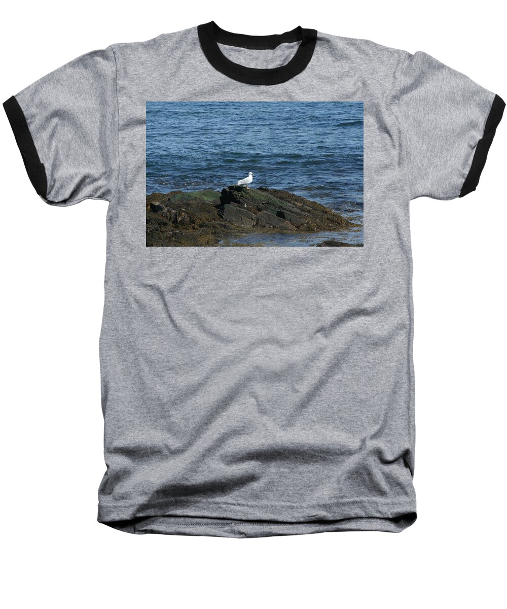 Photography Baseball T-Shirt featuring the digital art Seagull on the Rocks by Barbara S Nickerson