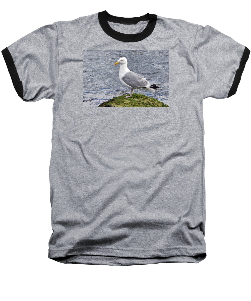 Wildlife Baseball T-Shirt featuring the photograph Seagull Posing by Glenn Gordon