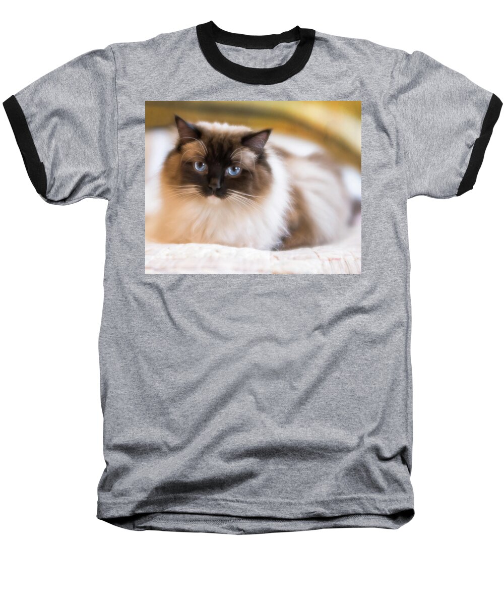 Cat Baseball T-Shirt featuring the photograph Seal Point Bicolor Ragdoll Cat by Jennifer Grossnickle
