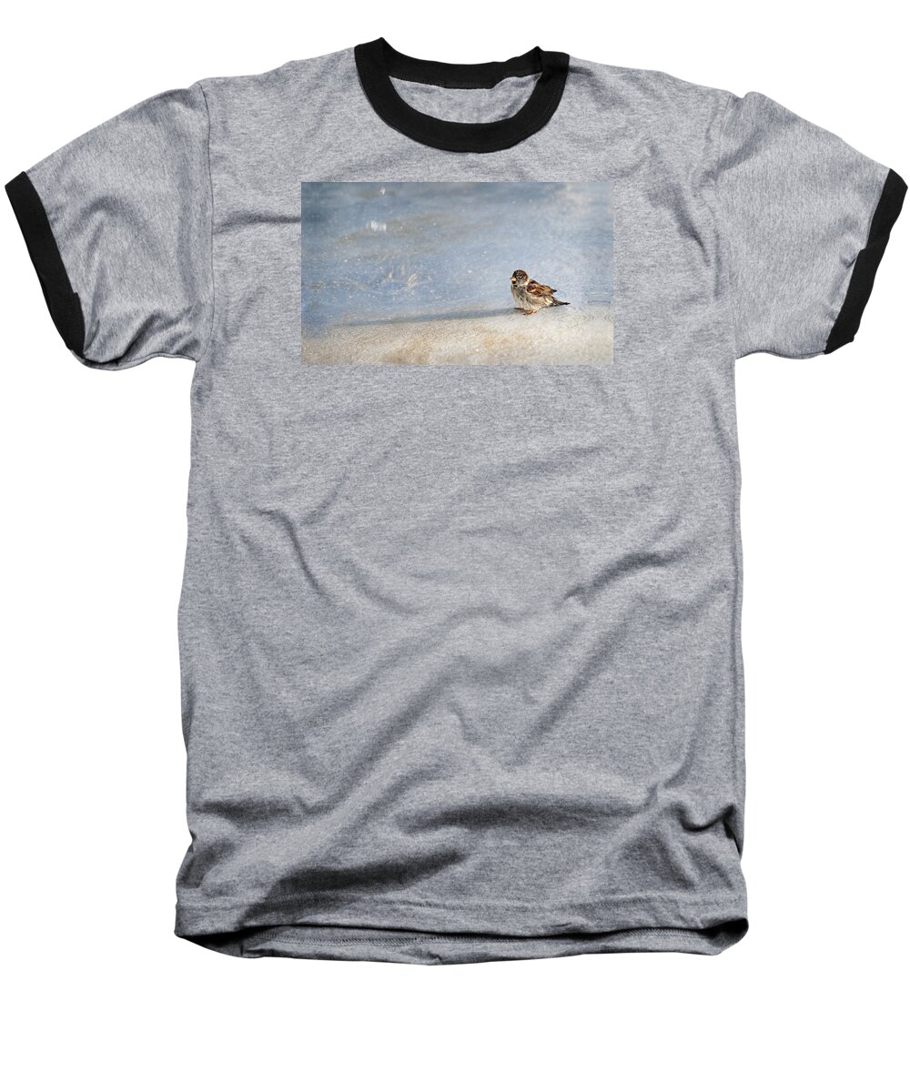 Sparrow Baseball T-Shirt featuring the photograph Singin in the Rain by Jill Love