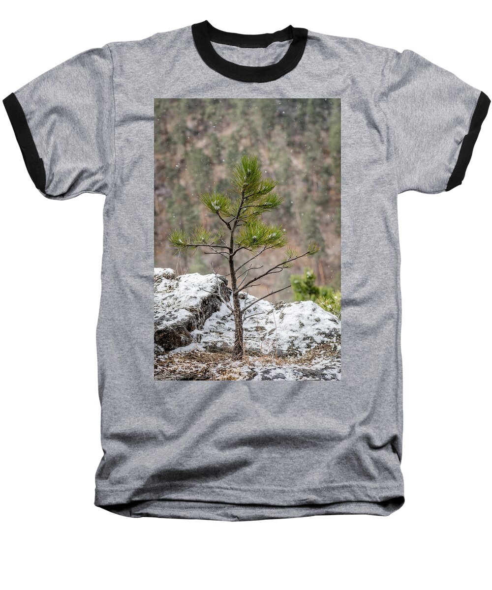 Dakota Baseball T-Shirt featuring the photograph Single Snowy Pine by Greni Graph