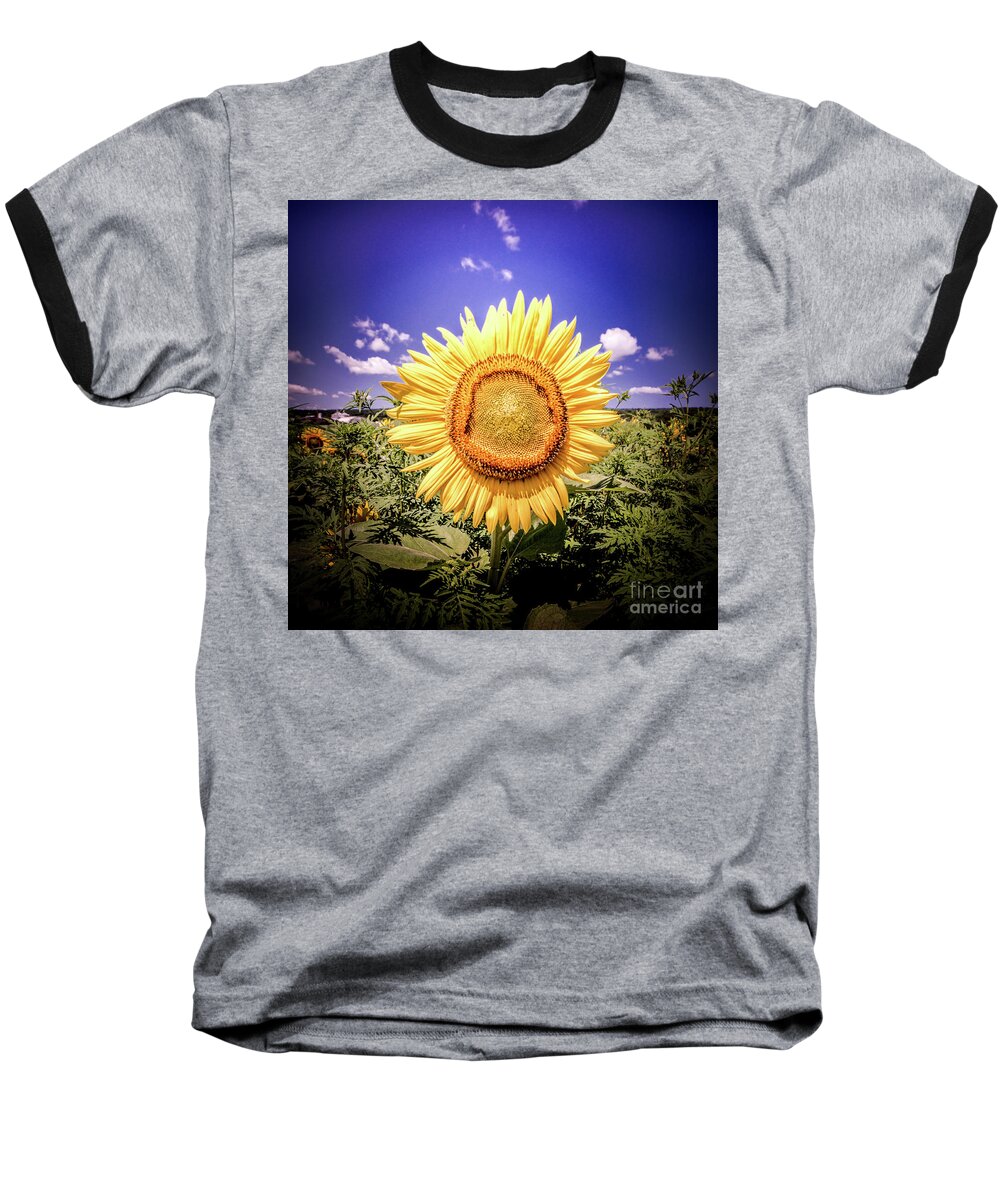 Single Baseball T-Shirt featuring the photograph Single Sunflower by Jim DeLillo