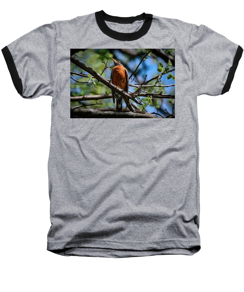 American Robin Baseball T-Shirt featuring the photograph Sir Robin by Ray Congrove