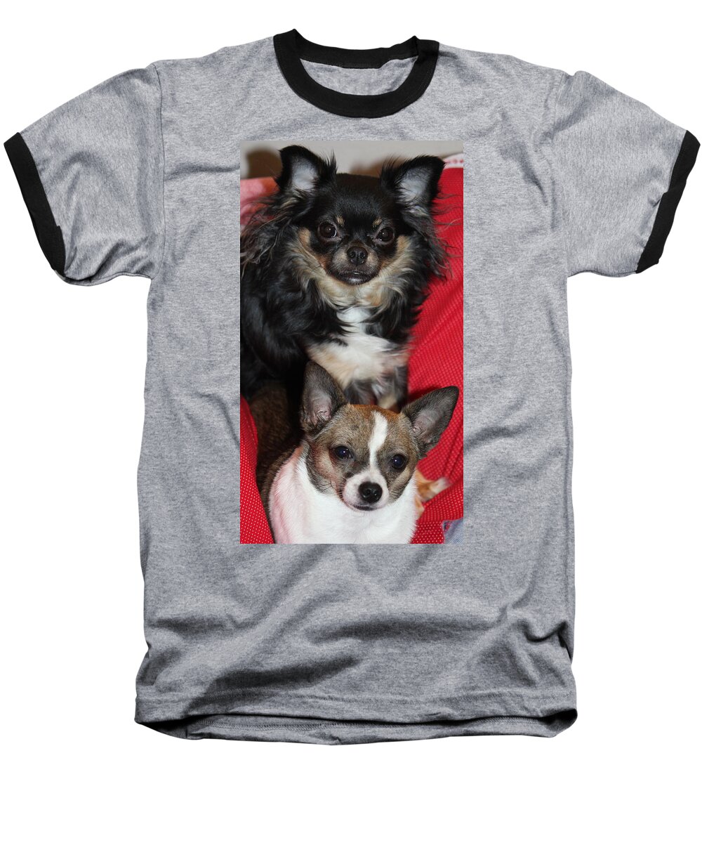 Chihuahua Baseball T-Shirt featuring the photograph Sisters by Sheri Simmons