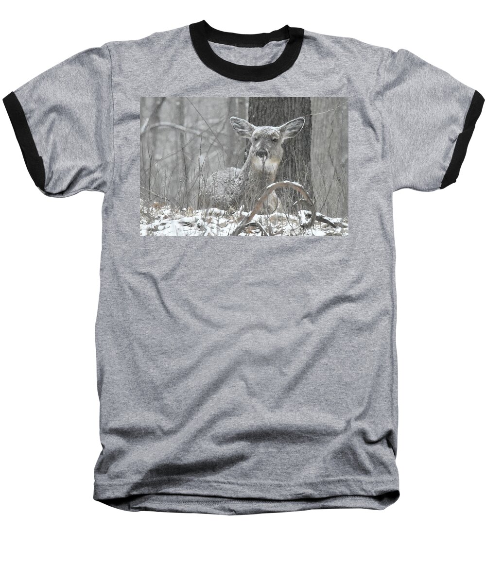 Deer Baseball T-Shirt featuring the photograph Sitting Out the Storm by Michael Peychich