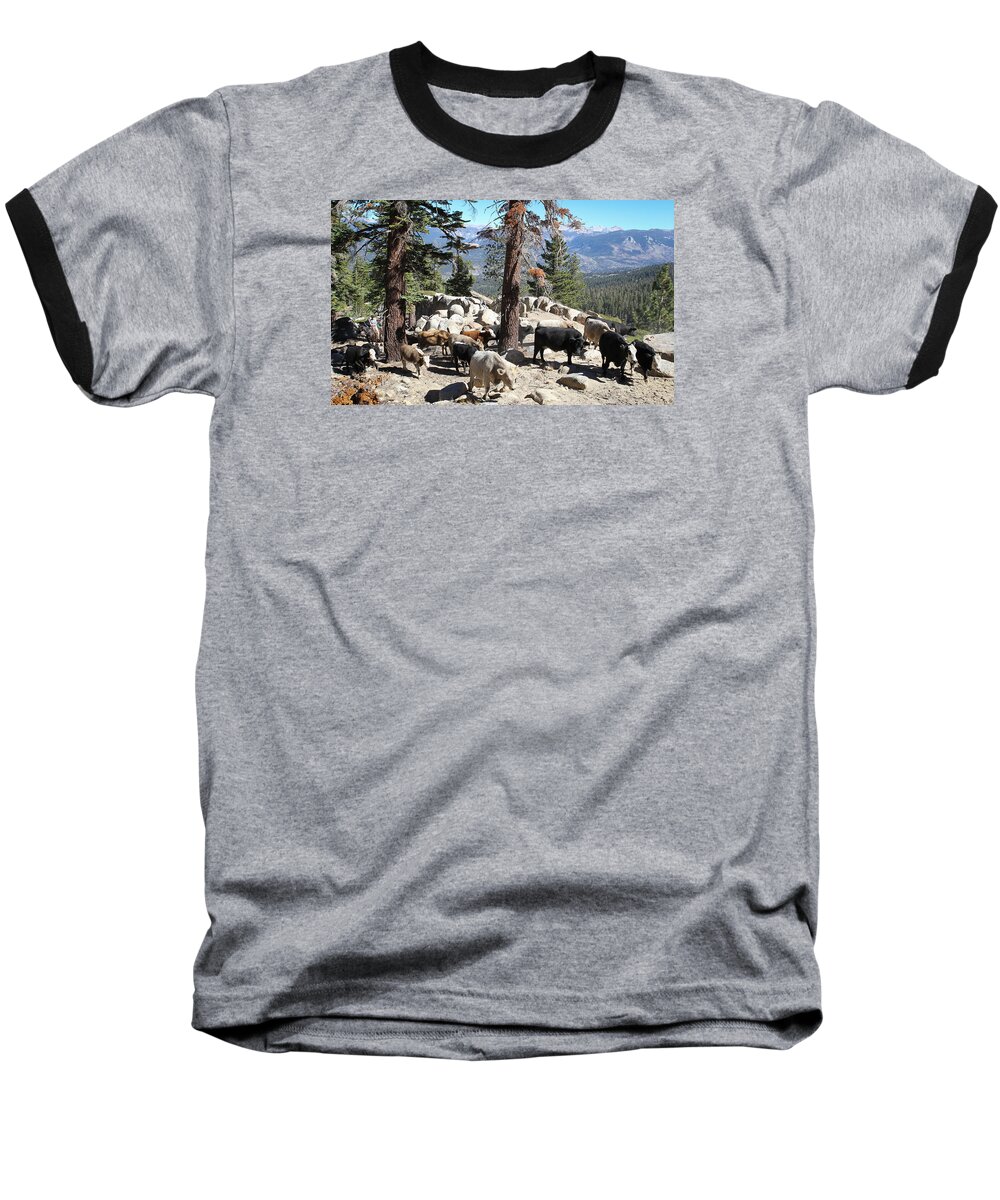 Cattle Baseball T-Shirt featuring the photograph Slow is Fast by Diane Bohna