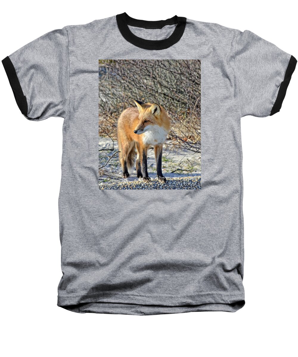 Fox Baseball T-Shirt featuring the photograph Sly little fox by Sami Martin