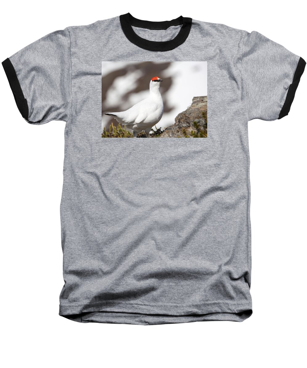 Birds Baseball T-Shirt featuring the photograph Snow Bird by Ramunas Bruzas