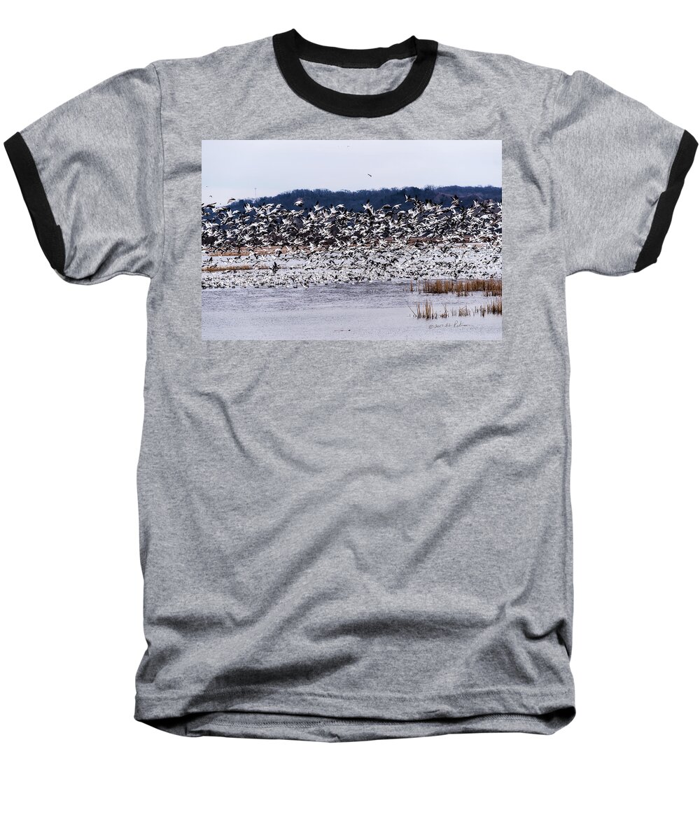 Squaw Creek Baseball T-Shirt featuring the photograph Snow Geese At Squaw Creek by Ed Peterson