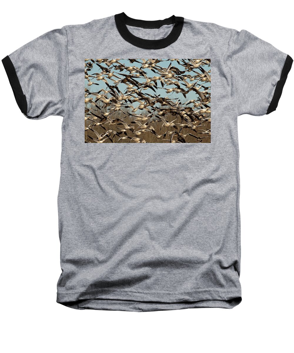 Snow Geese Baseball T-Shirt featuring the photograph Snow Geese by Eilish Palmer