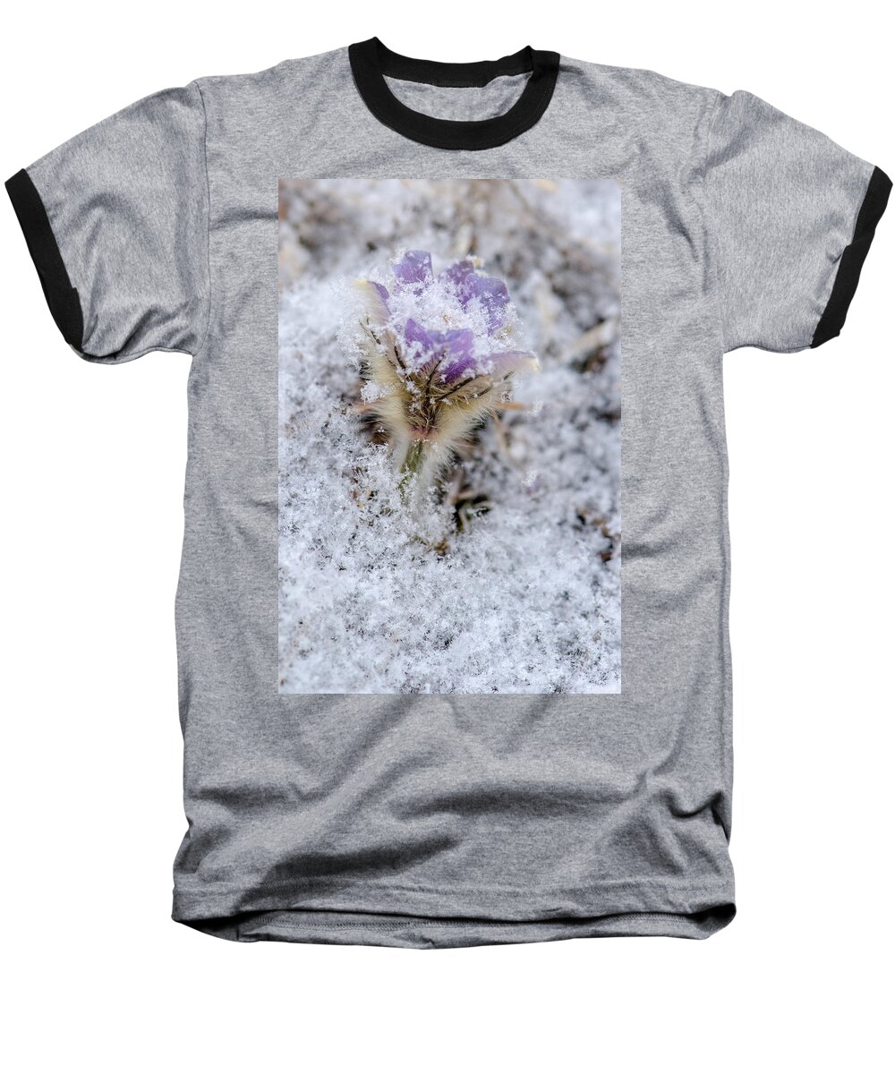 Dakota Baseball T-Shirt featuring the photograph Snowy Pasqueflower Morning by Greni Graph