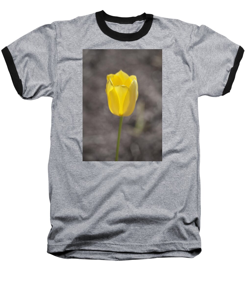Tulip Baseball T-Shirt featuring the photograph Soft and Yellow by Morris McClung
