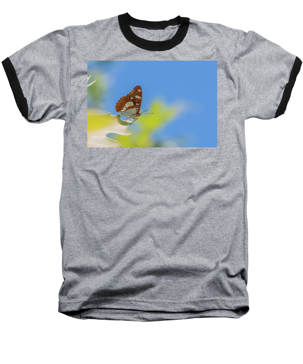 Animal Baseball T-Shirt featuring the photograph Southern White Admiral - Limenitis reducta by Jivko Nakev