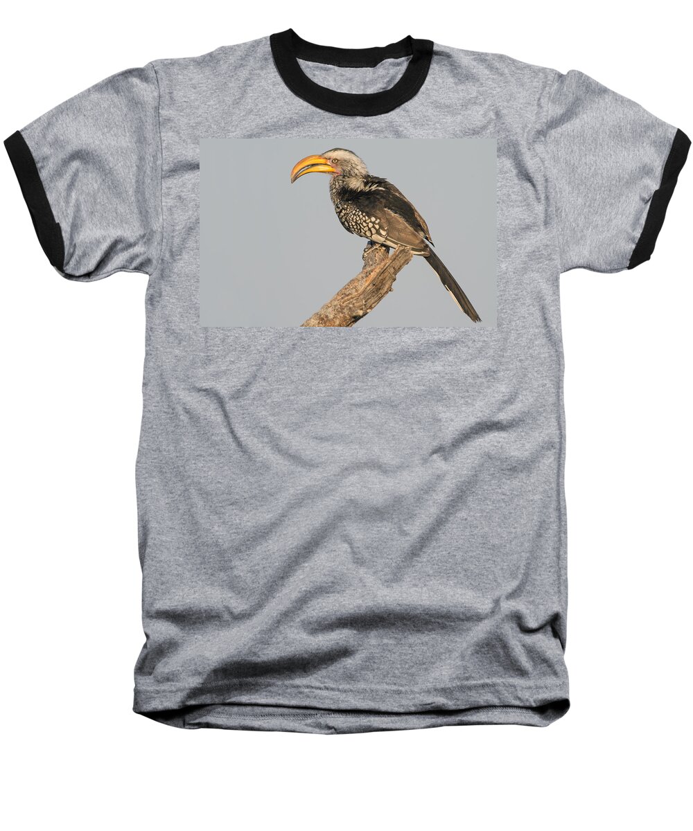 Photography Baseball T-Shirt featuring the photograph Southern Yellow-billed Hornbill Tockus by Panoramic Images