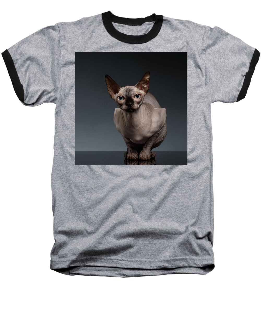 Sitting Baseball T-Shirt featuring the photograph Sphynx Cat Sits in Front view on Black by Sergey Taran