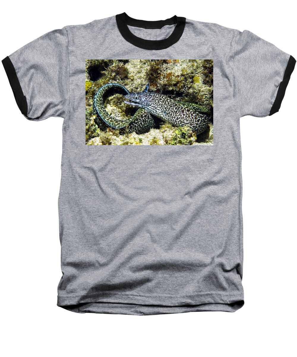 Nature Baseball T-Shirt featuring the photograph Spotted Moray Eel by Amy McDaniel