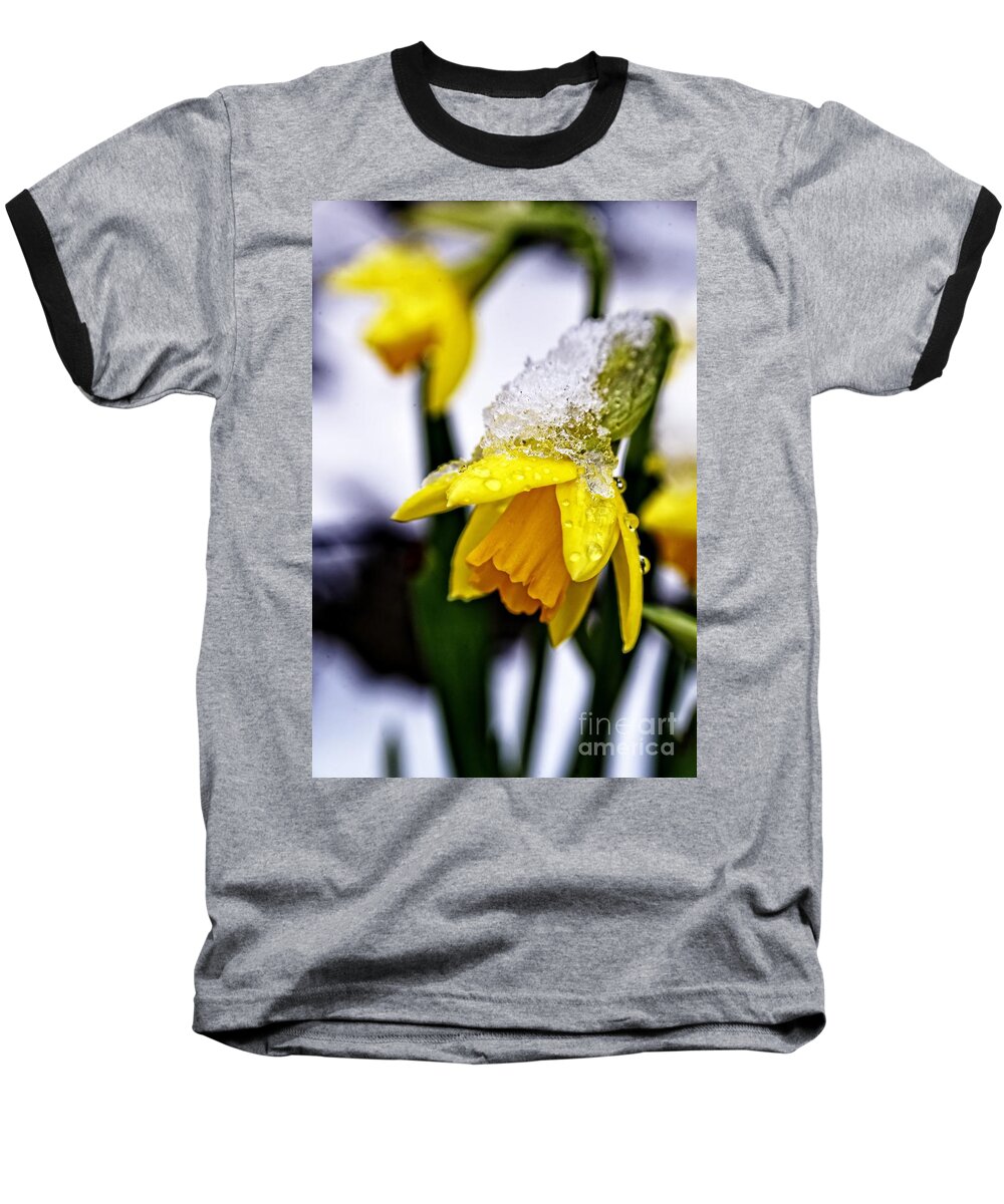 Narcissus Baseball T-Shirt featuring the photograph Spring Daffodil flowers in snow by Martyn Arnold