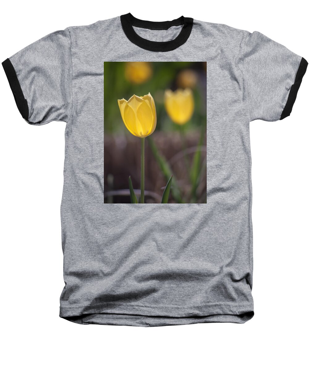 Tulip Baseball T-Shirt featuring the photograph Spring Happiness by Morris McClung