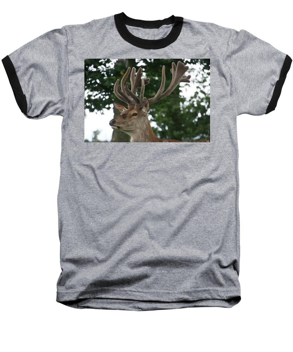 Stag Baseball T-Shirt featuring the photograph Stag head. by Elena Perelman
