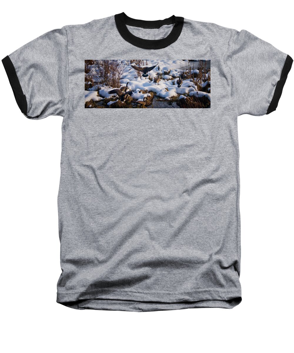Canada Geese Baseball T-Shirt featuring the photograph Staying Put by Albert Seger