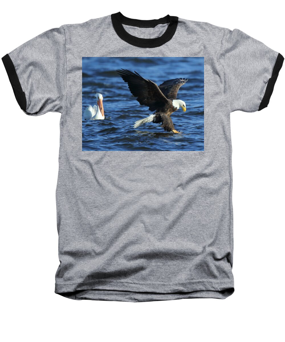 American Bald Eagle Baseball T-Shirt featuring the photograph Stolen Dinner by Coby Cooper
