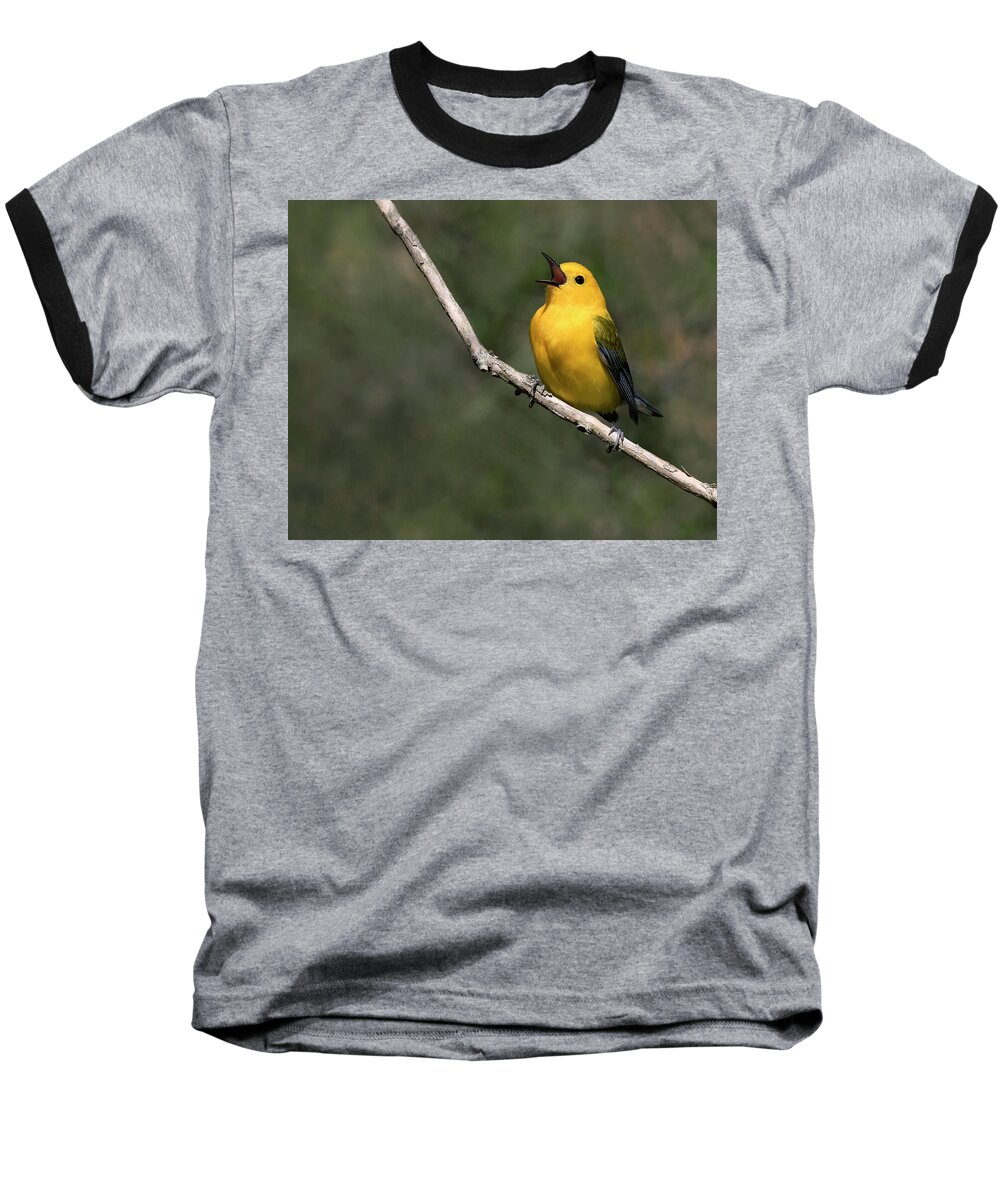 Warbler Baseball T-Shirt featuring the photograph Strong Song by Art Cole