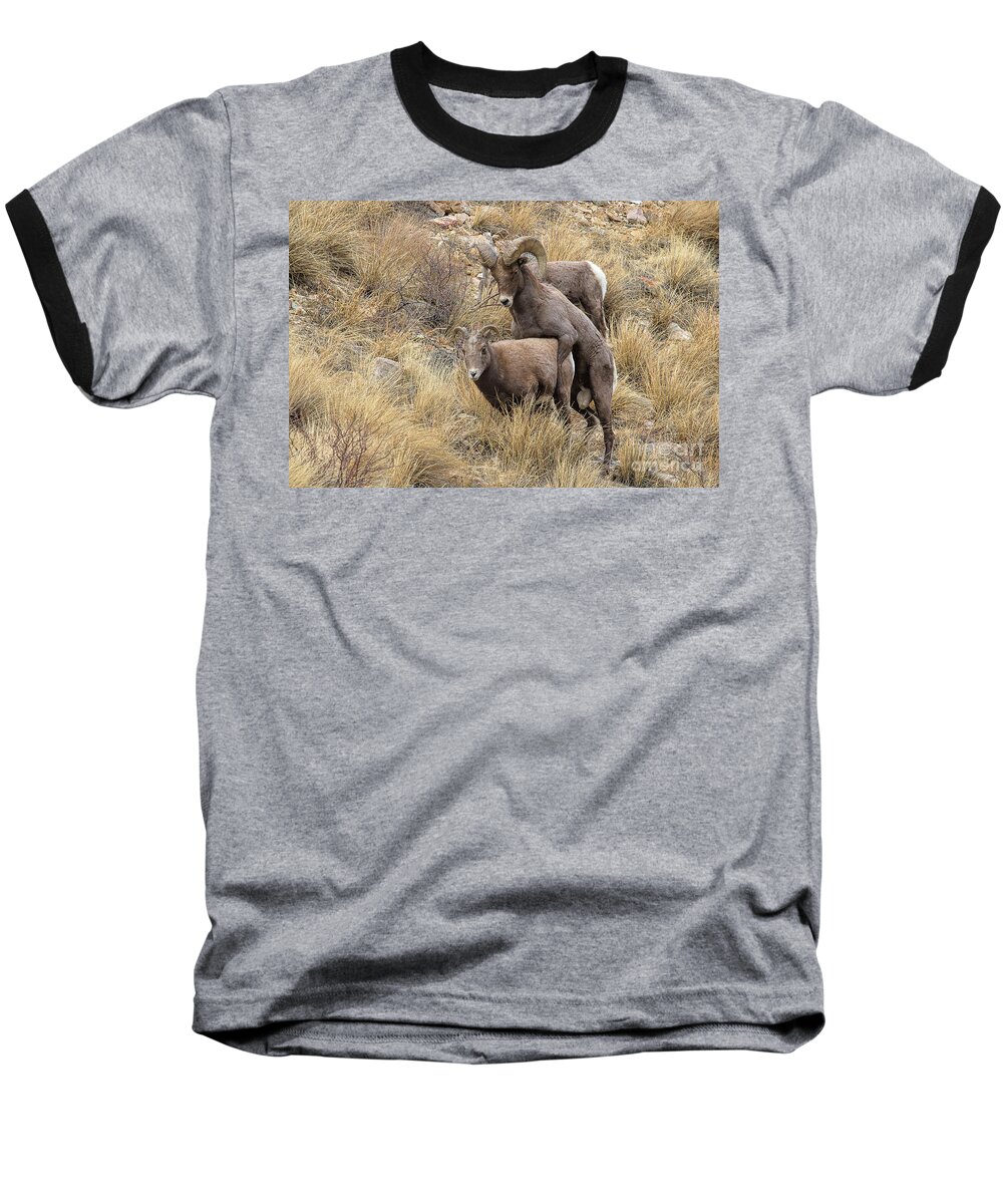 Bighorn Sheep; Mating Bighorns Baseball T-Shirt featuring the photograph Committed to the Cause by Jim Garrison