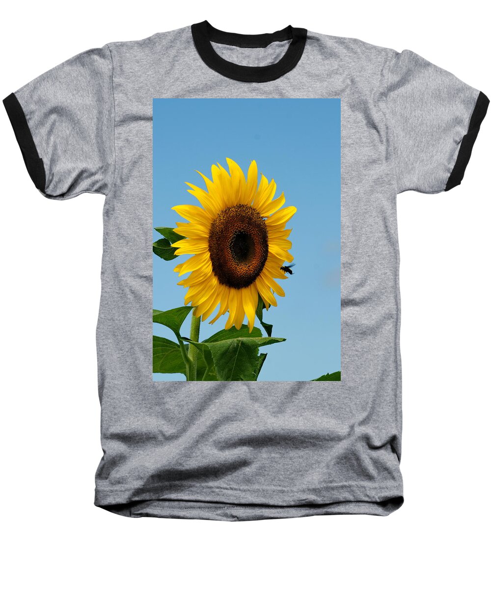 Bee Baseball T-Shirt featuring the photograph Sunflower and Bee by Alan Hutchins