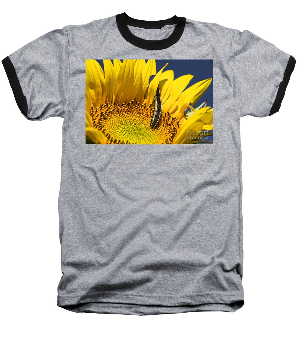 Sunflower Baseball T-Shirt featuring the photograph Sunflower Trespasser by Crystal Nederman