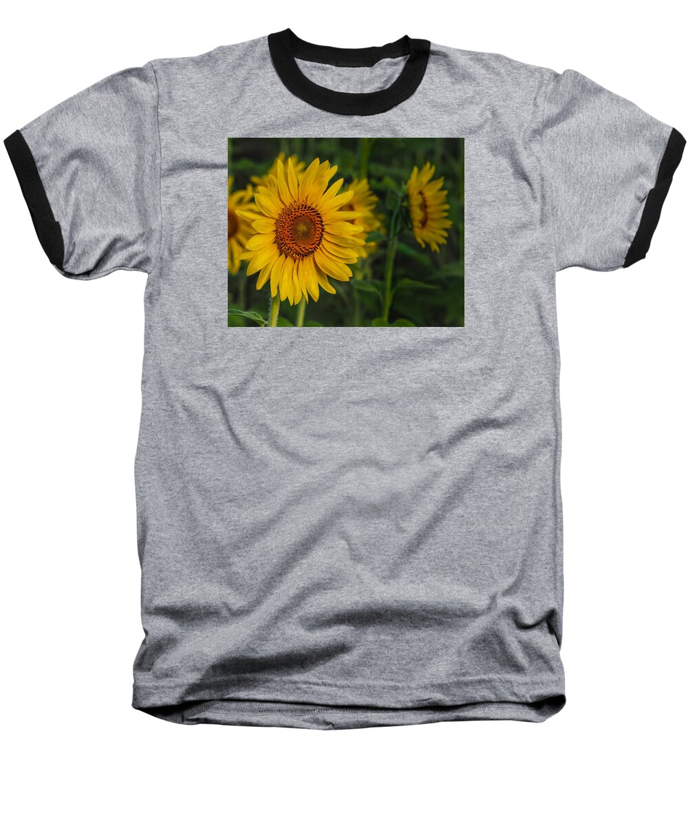 Sunflower Baseball T-Shirt featuring the photograph Sunflower by Paula Ponath