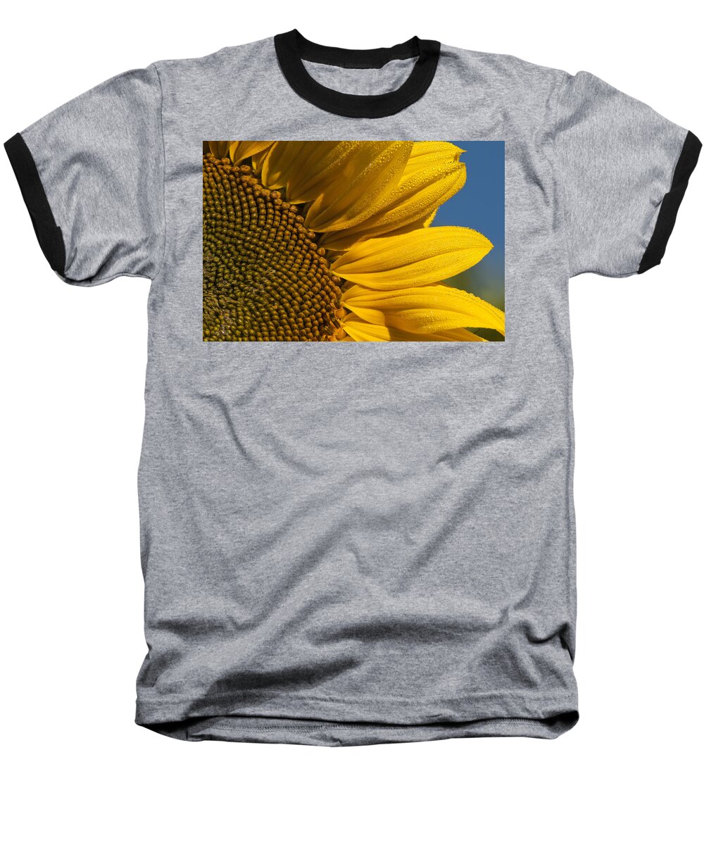 Annuals Baseball T-Shirt featuring the photograph Sunflower by Robert Potts