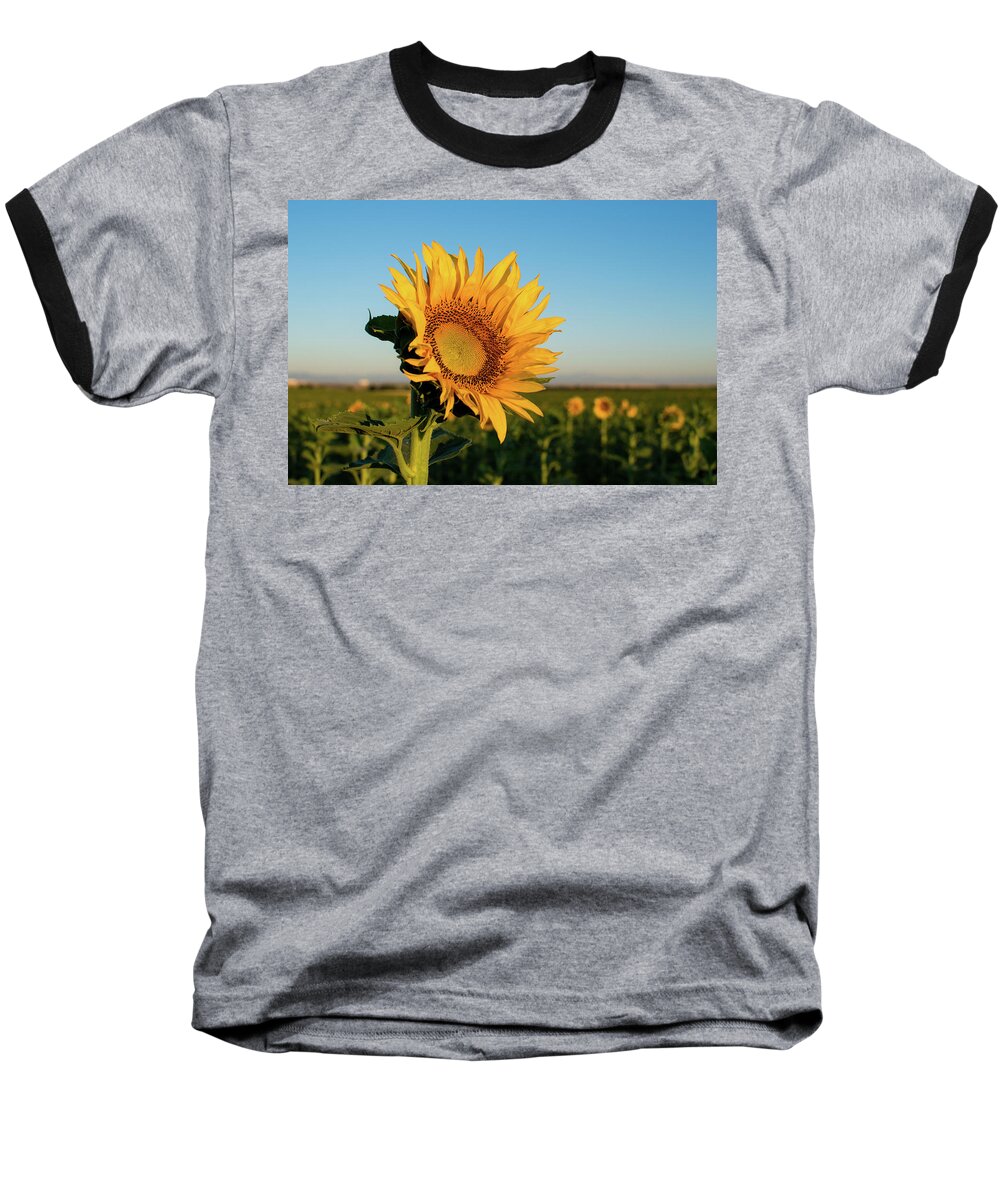 Sunflowers Baseball T-Shirt featuring the photograph Sunflowers At Sunrise 2 by Stephen Holst