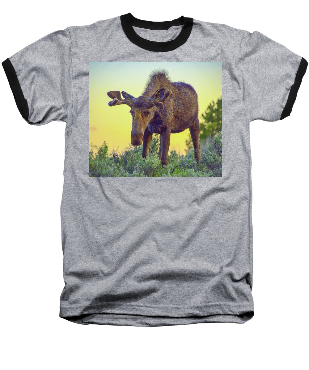 Moose Baseball T-Shirt featuring the photograph Sunset Moose by Jerry Cahill