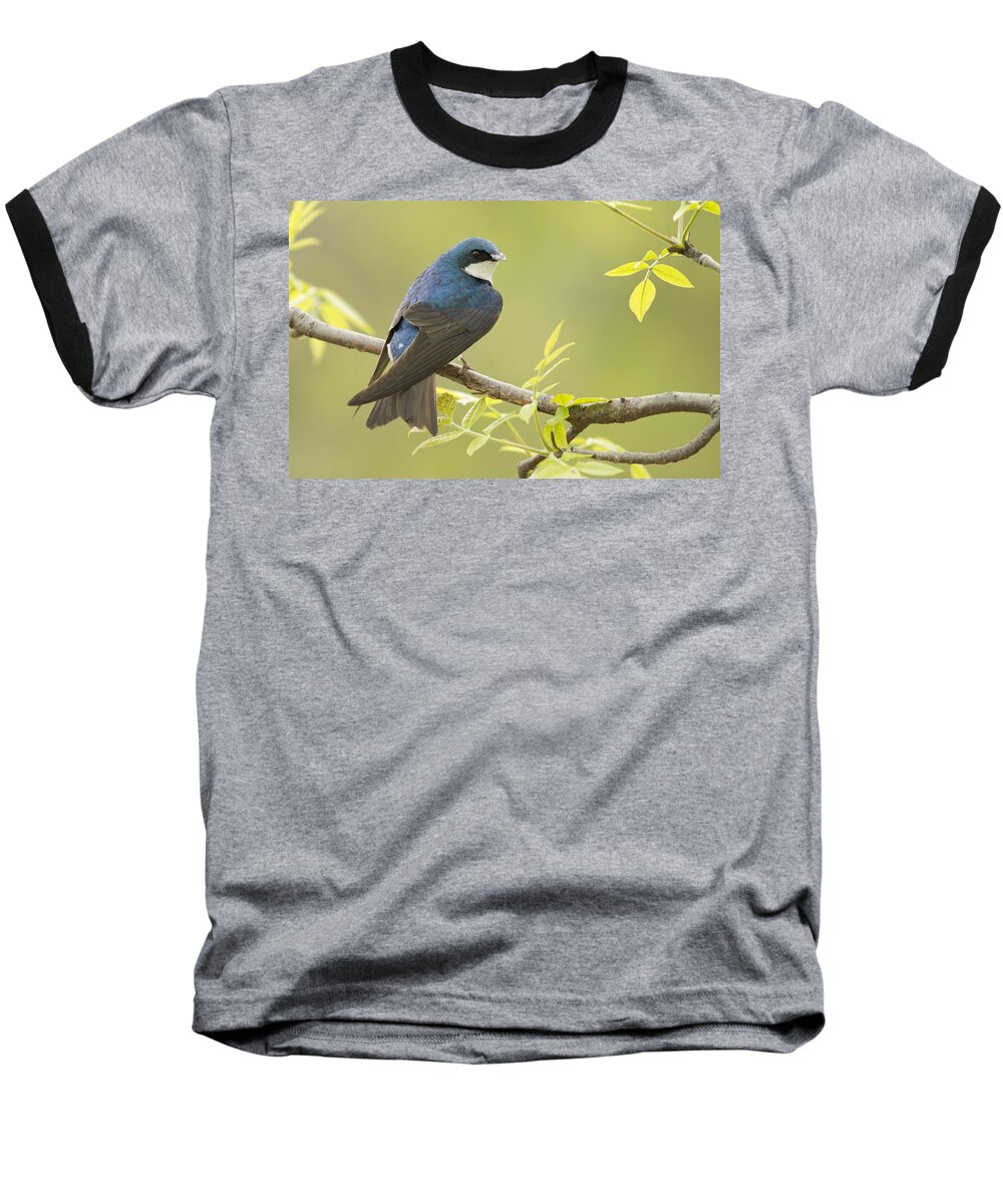 Male Baseball T-Shirt featuring the photograph Swallow by Mircea Costina Photography