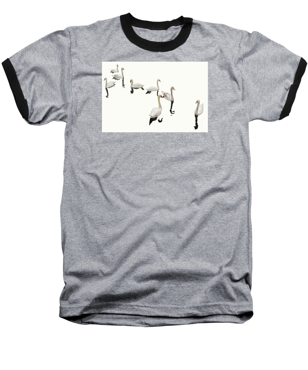 Background White Baseball T-Shirt featuring the photograph Swan Family On White by Constantine Gregory