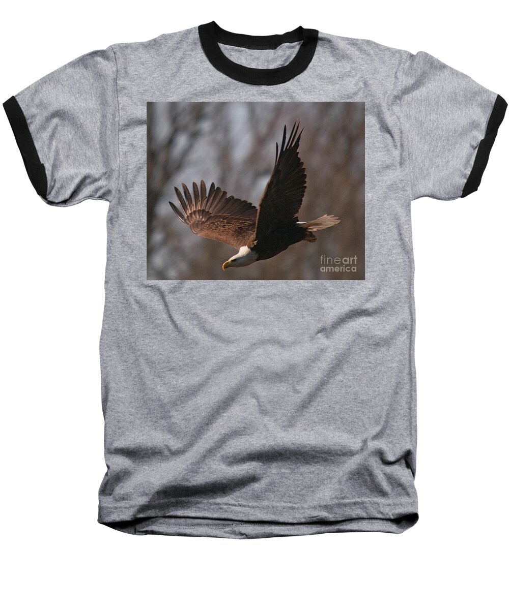 Related Tags: Eagle Artwork Baseball T-Shirt featuring the photograph Taking Aim on Lunch by Robert Pearson