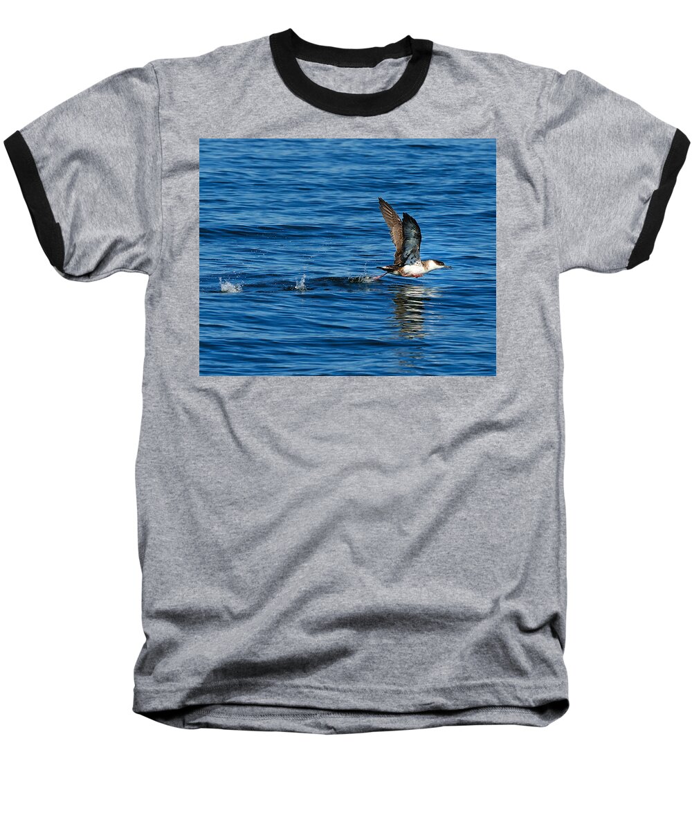 Great Shearwater Baseball T-Shirt featuring the photograph Taking Off by Tony Beck